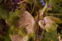 Peronospora