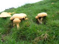 Phaeolepiota