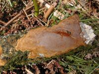 Fuscoporia
