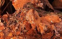 Fuscoporia