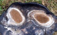 Phellinus