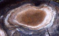 Phellinus