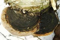 Phellinus