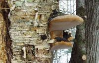 Phellinus