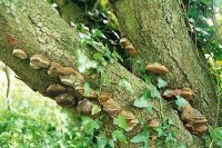 Phellinus