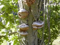 Phellinus