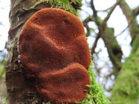 Phellinus