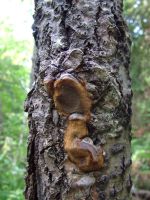 Phellinus