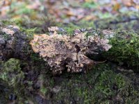 Phlebia