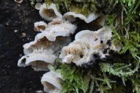 Phlebia
