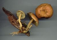 Pholiota