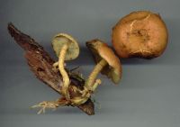 Pholiota