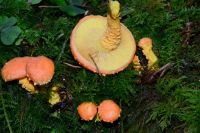 Pholiota