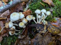 Pholiota