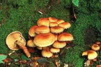 Pholiota