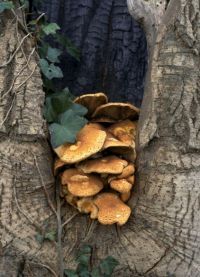 Pholiota