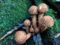 Pholiota