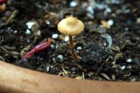 Pholiotina