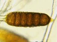 Phragmidium