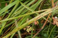 Phyllachora