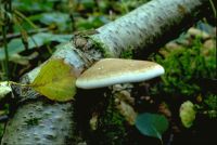 Fomitopsis