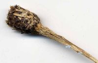 Stemphylium