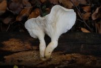 Pleurotus