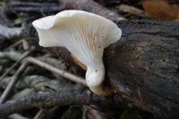 Pleurotus