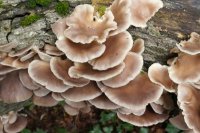 Pleurotus