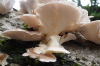 Pleurotus