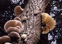 Pleurotus