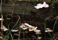 Pleurotus