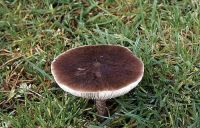 Pluteus