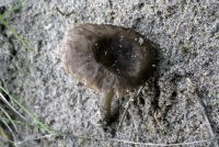 Pluteus