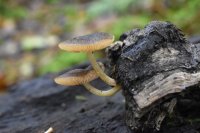 Pluteus