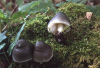 Pluteus