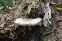 Pluteus