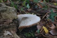 Pluteus