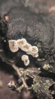 Polydesmia