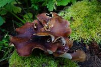 Polyporus