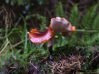 Polyporus