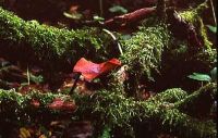 Polyporus