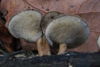 Lentinus