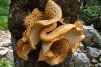 Polyporus