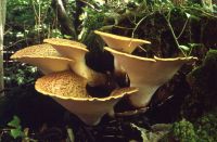 Polyporus