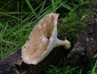 Polyporus