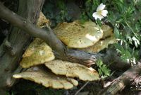 Polyporus