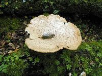 Polyporus