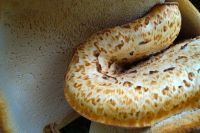 Polyporus