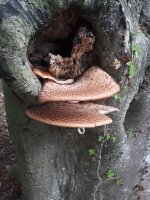 Polyporus